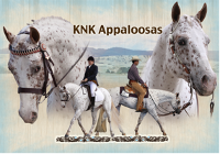 KnK Appaloosa